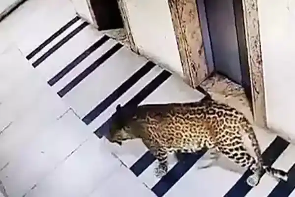 Leopard In Bangalore