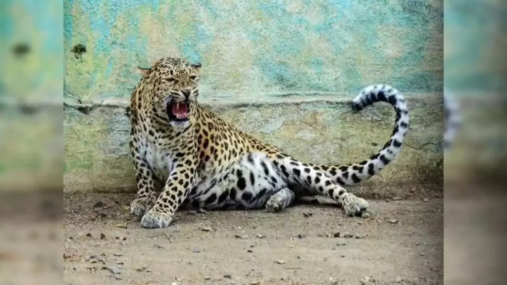 Leopard-In-Bangalore